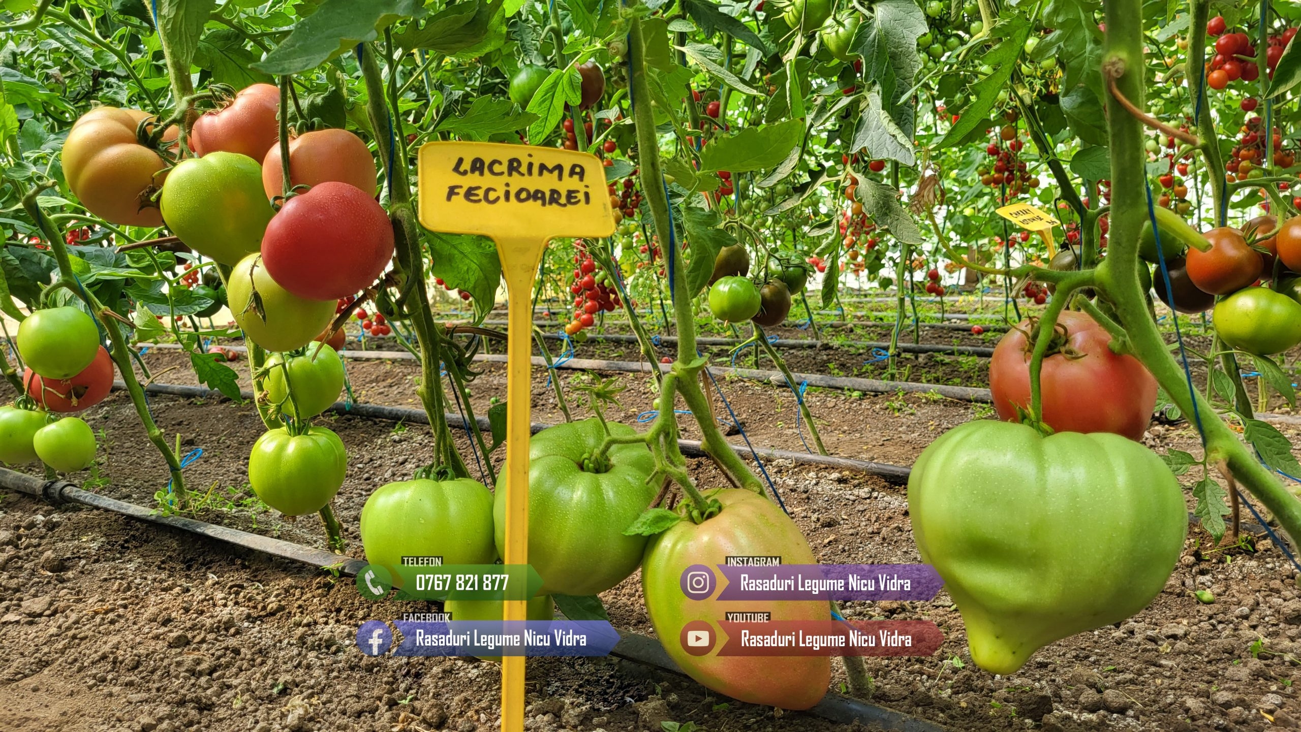 Rasaduri | Rasad Rosii Lacrima fecioarei Inima de bou Grase romanesti 2026