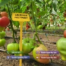 Rasaduri | Rasad Rosii Lacrima fecioarei Inima de bou Grase romanesti 2026