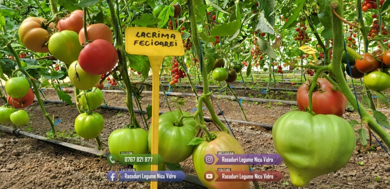 Rasaduri | Rasad Rosii Lacrima fecioarei Inima de bou Grase romanesti 2026