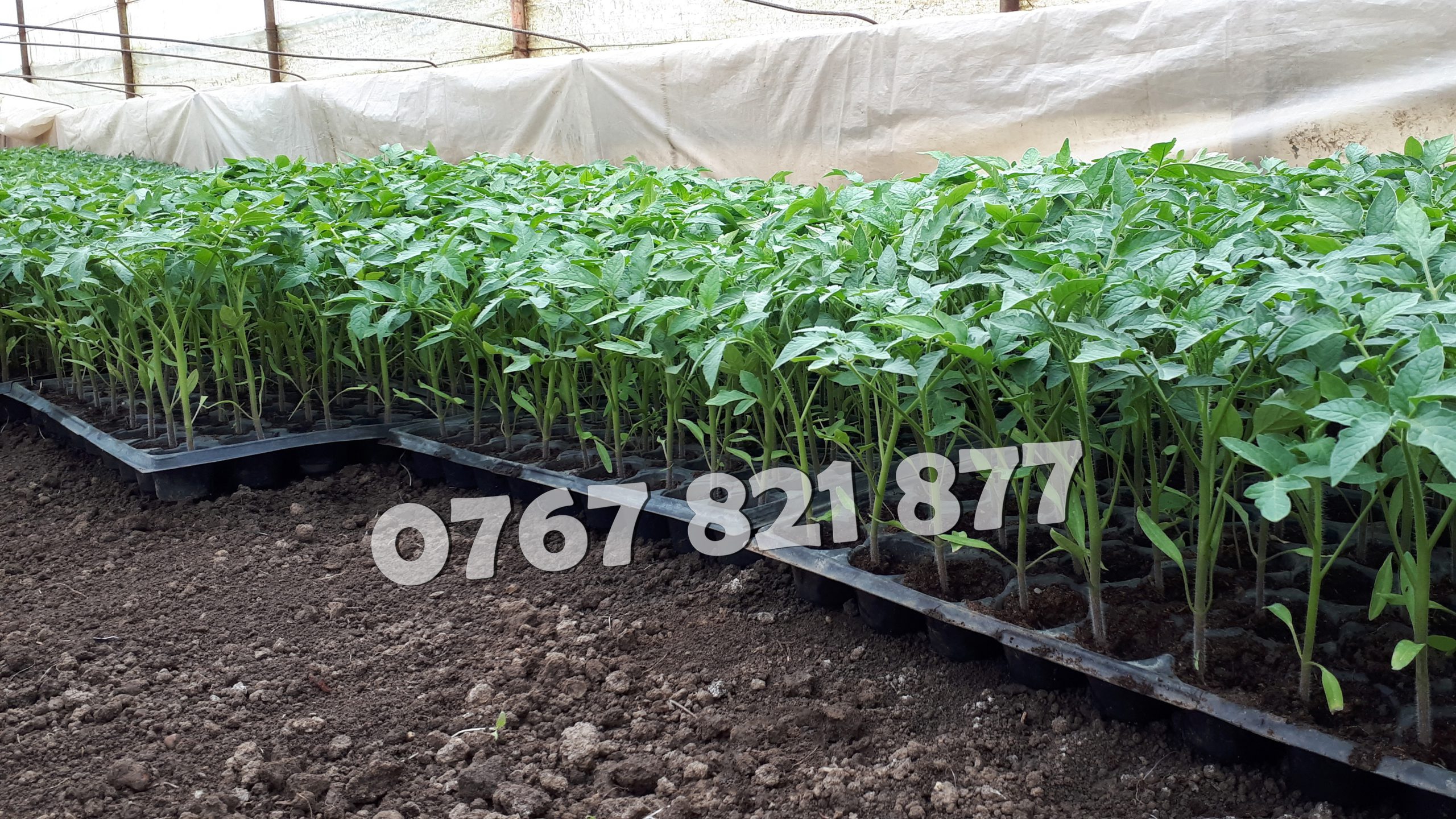 Rasad tomate rosii vinete castraveti ardei 2025 | Vand Rasaduri Legume