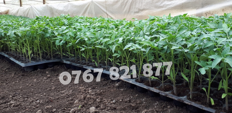 Rasad tomate rosii vinete castraveti ardei 2025 | Vand Rasaduri Legume