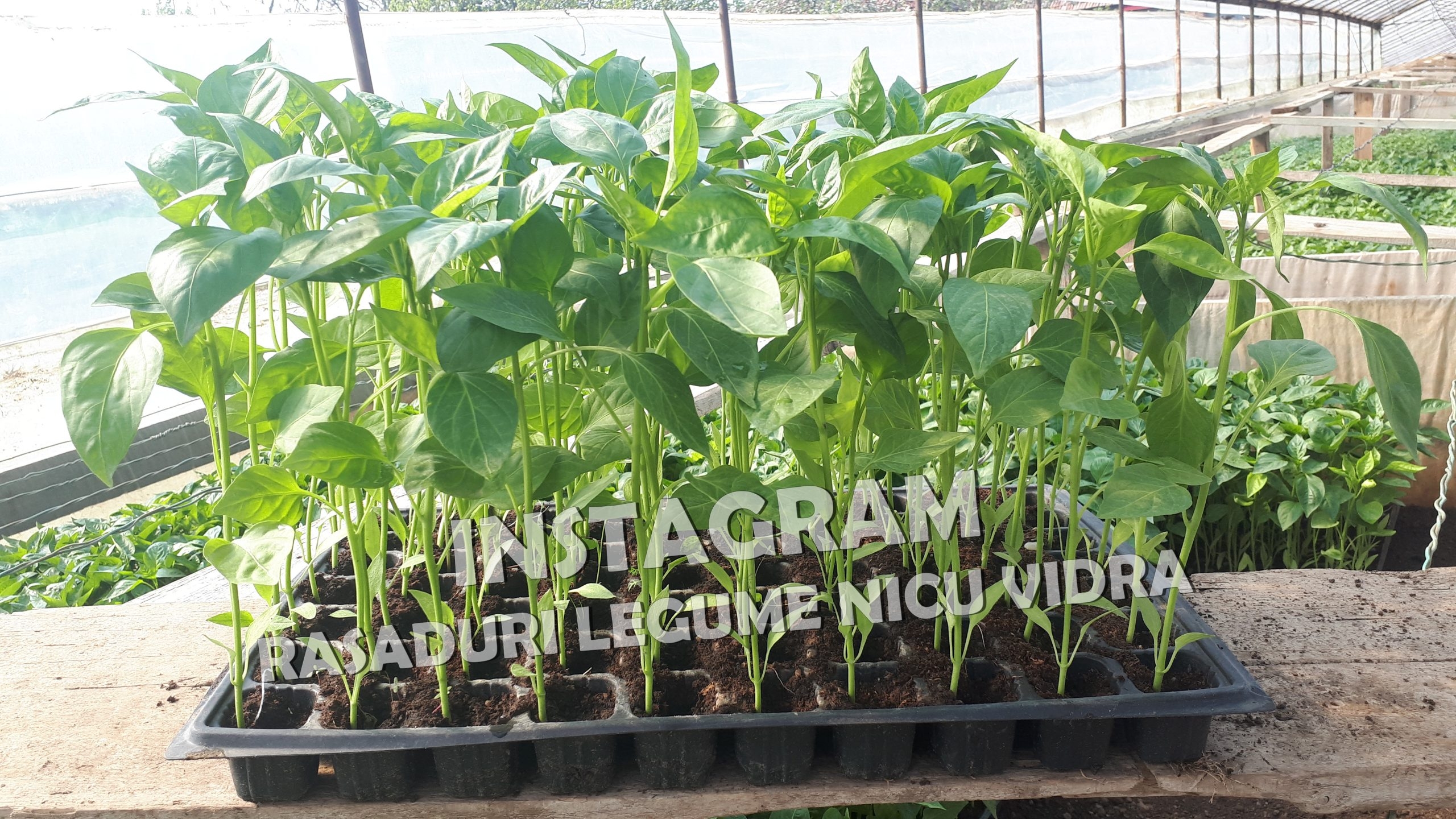 Rasad | Rasaduri legume ardei rosii castraveti vinete salata telina 2026