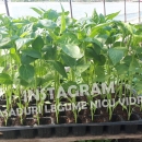 Rasad | Rasaduri legume ardei rosii castraveti vinete salata telina 2026