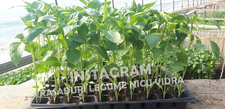 Rasad | Rasaduri legume ardei rosii castraveti vinete salata telina 2026
