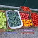 Rasad rosii Rasaduri Legume ardei castraveti vinete salata tomate 2026