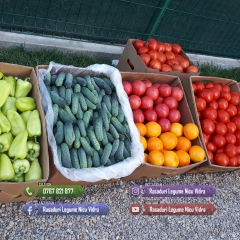 Rasad rosii Rasaduri Legume ardei castraveti vinete salata tomate 2026