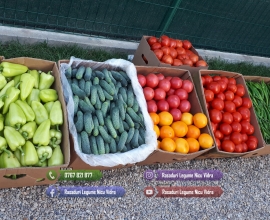 Rasad rosii Rasaduri Legume ardei castraveti vinete salata tomate 2026
