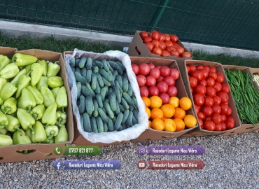 Rasad rosii Rasaduri Legume ardei castraveti vinete salata tomate 2026
