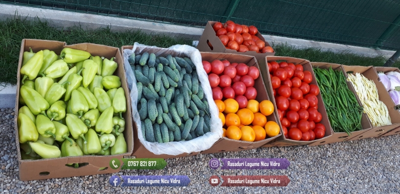 Rasad rosii Rasaduri Legume ardei castraveti vinete salata tomate 2026