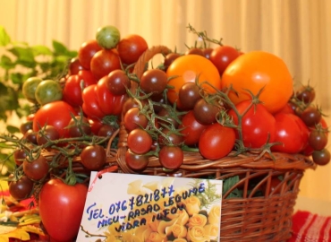 Rasaduri rosii, ardei, castraveti, vinete – Rasaduri legume de vanzare 2026