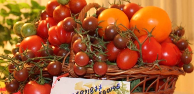 Rasaduri rosii, ardei, castraveti, vinete – Rasaduri legume de vanzare 2026