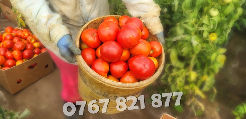 Rasad Legume | Rasaduri de Rosii, Castraveti, Vinete, Ardei, Aromatice 2025