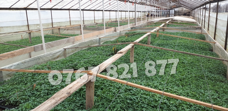 Rasaduri de rosii pentru solar si camp | Rasad legume ardei castraveti 2026