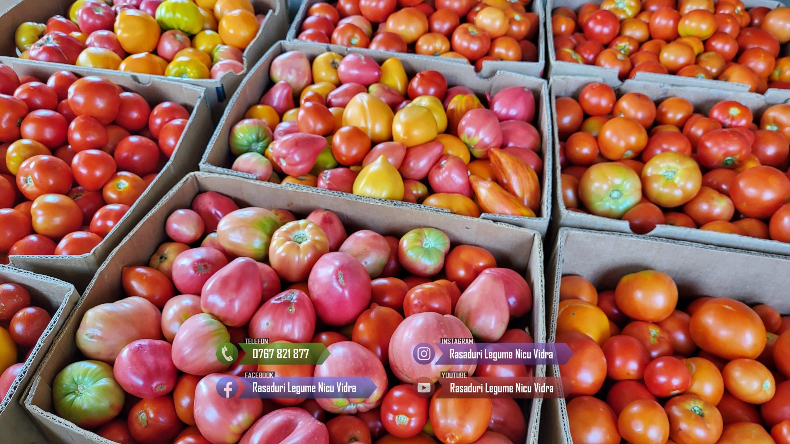 Rasad rosii [tomate] | Rasaduri rosii Prekos, Inima de bou, Ardei, etc 2026