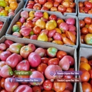 Rasad rosii [tomate] | Rasaduri rosii Prekos, Inima de bou, Ardei, etc 2026