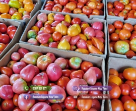Rasad rosii [tomate] | Rasaduri rosii Prekos, Inima de bou, Ardei, etc 2026