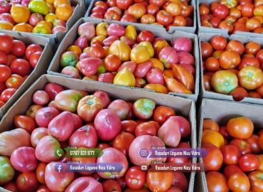 Rasad rosii [tomate] | Rasaduri rosii Prekos, Inima de bou, Ardei, etc 2026