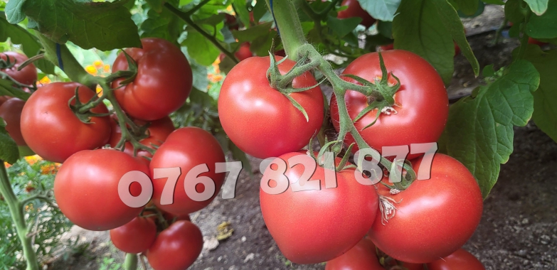 Rasad | Rasaduri de rosii / tomate ardei vinete castraveti etc 2025