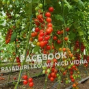 Vand Rasad | Rasaduri Rosii Cherry si Diverse Specialitati 2026