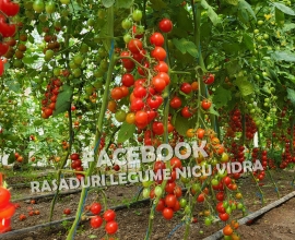 Vand Rasad | Rasaduri Rosii Cherry si Diverse Specialitati 2026