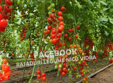 Vand Rasad | Rasaduri Rosii Cherry si Diverse Specialitati 2026