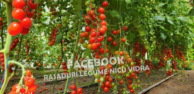 Vand Rasad | Rasaduri Rosii Cherry si Diverse Specialitati 2026