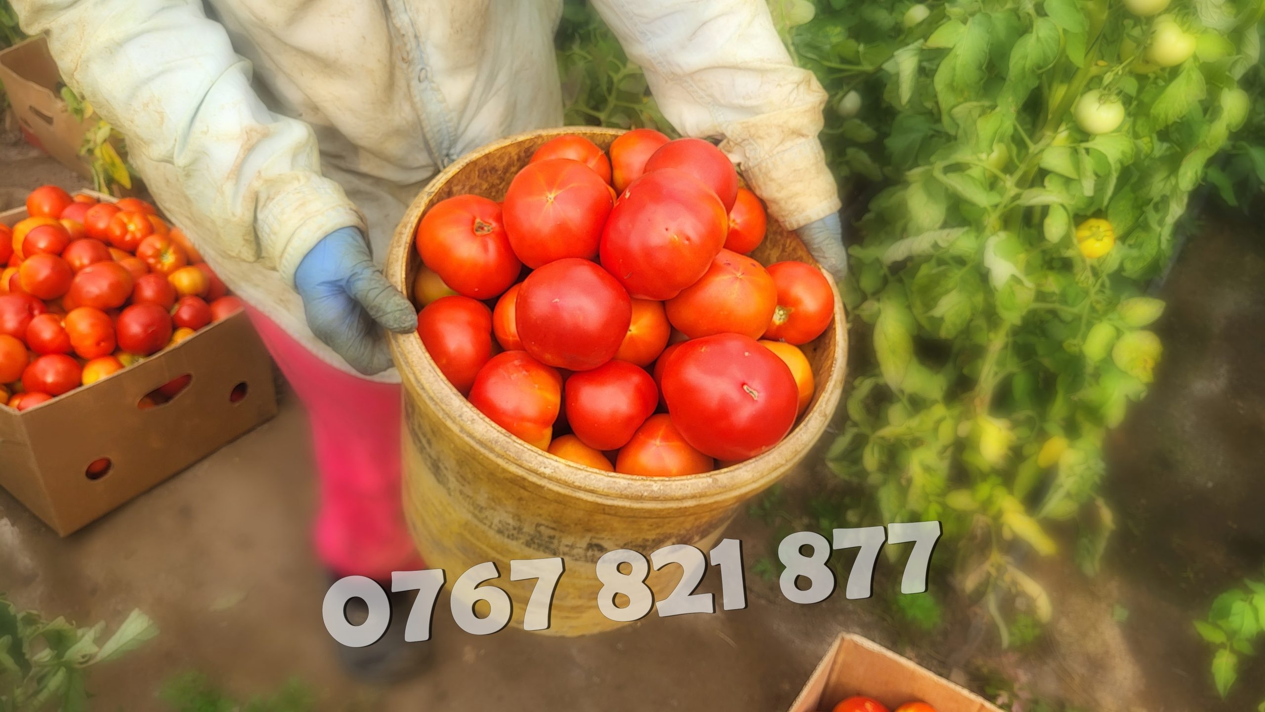 Rasaduri Legume: Rasad de Rosii, Castraveti, Vinete, Ardei, Aromatice 2026