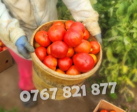 Rasaduri Legume: Rasad de Rosii, Castraveti, Vinete, Ardei, Aromatice 2026