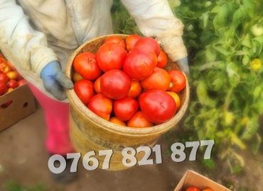 Rasaduri Legume: Rasad de Rosii, Castraveti, Vinete, Ardei, Aromatice 2026