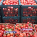 Vand rasaduri legume: Rasad de rosii ardei vinete castraveti salata varza telina dovlecel si alte rasaduri de vanzare 2026