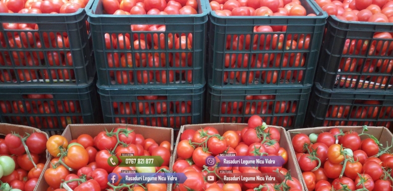 Vand rasaduri legume: Rasad de rosii ardei vinete castraveti salata varza telina dovlecel si alte rasaduri de vanzare 2026