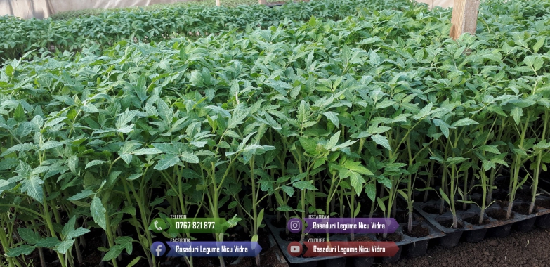 Rasad de rosii | Rasaduri tomate vinete ardei si alte rasaduri legume 2025