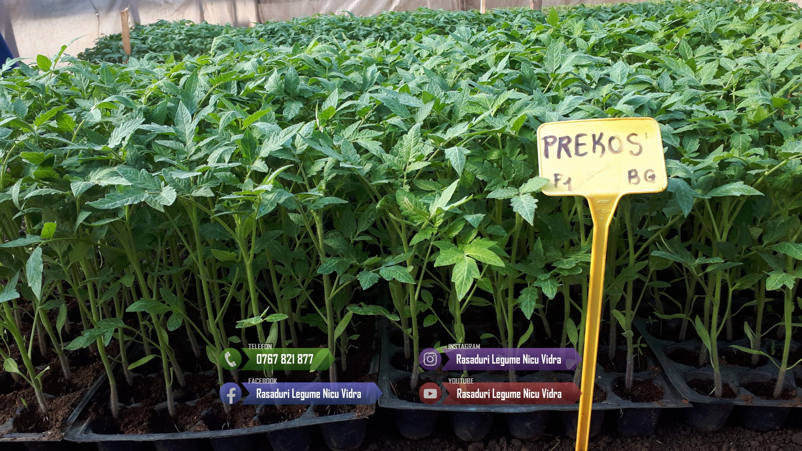 Rasad | Rasaduri Rosii Prekos Kalina Reyana Rila Bendida Kiveli 2026