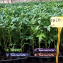 Rasad | Rasaduri Rosii Prekos Kalina Reyana Rila Bendida Kiveli 2026