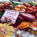 Vand rasad ardei, rosii, castraveti, vinete, varza | Rasaduri Legume 2026