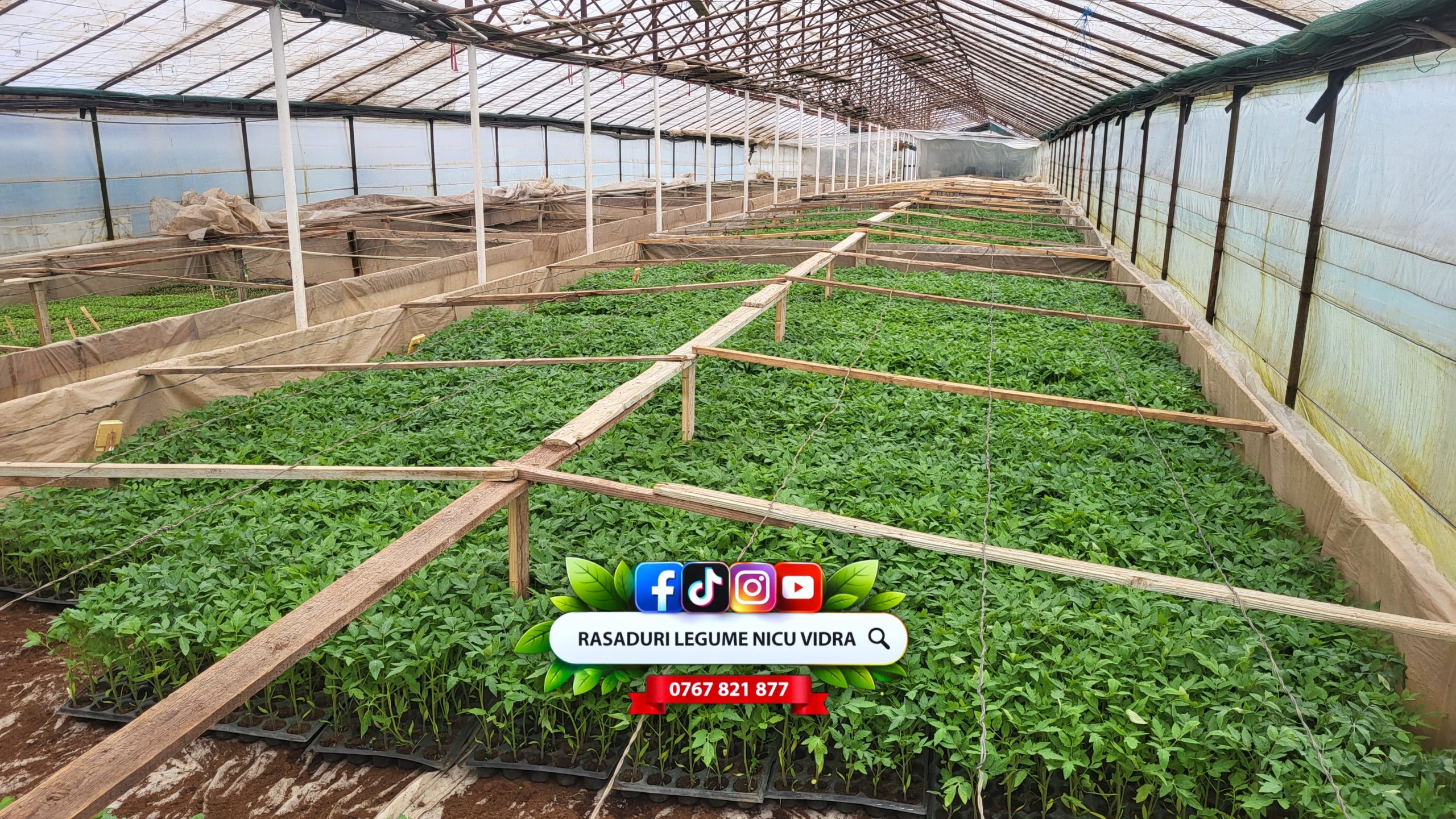 Rasaduri de rosii / tomate ardei vinete castraveti salata