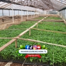 Rasaduri de rosii / tomate ardei vinete castraveti salata 2026