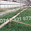 Rasaduri de rosii pentru solar si camp | Rasad legume ardei castraveti 2025