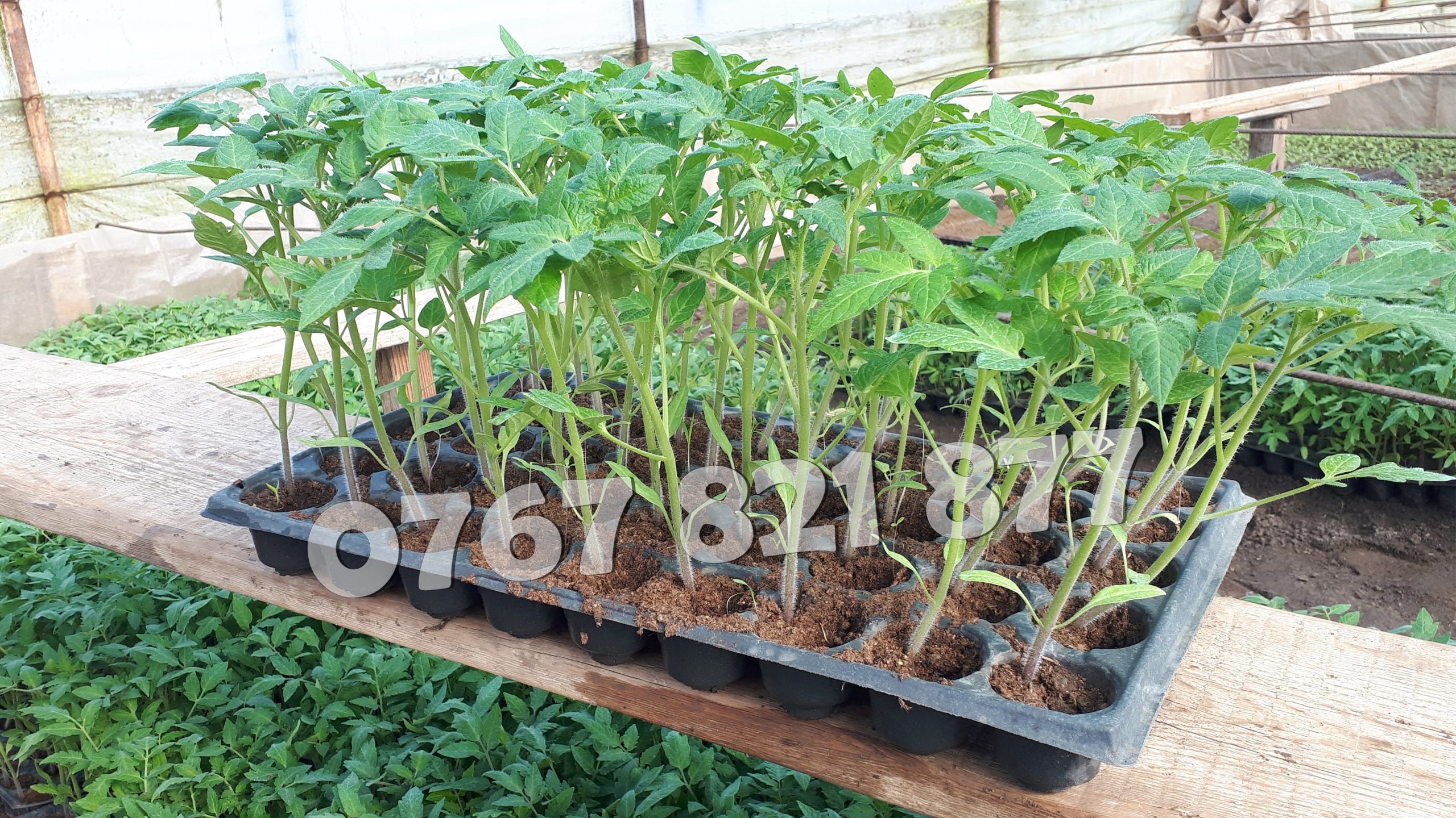 Rasaduri Legume Rasad Rosii Inima de bou Prekos Rila Ardei Vinete etc 2026