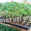 Rasaduri Legume Rasad Rosii Inima de bou Prekos Rila Ardei Vinete etc 2026