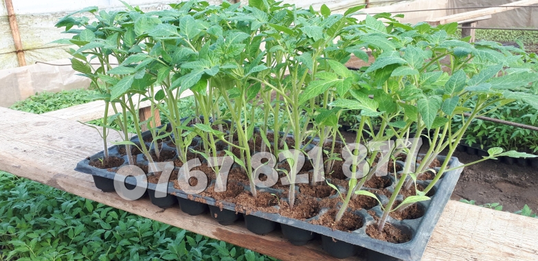 Rasaduri Legume Rasad Rosii Inima de bou Prekos Rila Ardei Vinete etc 2026