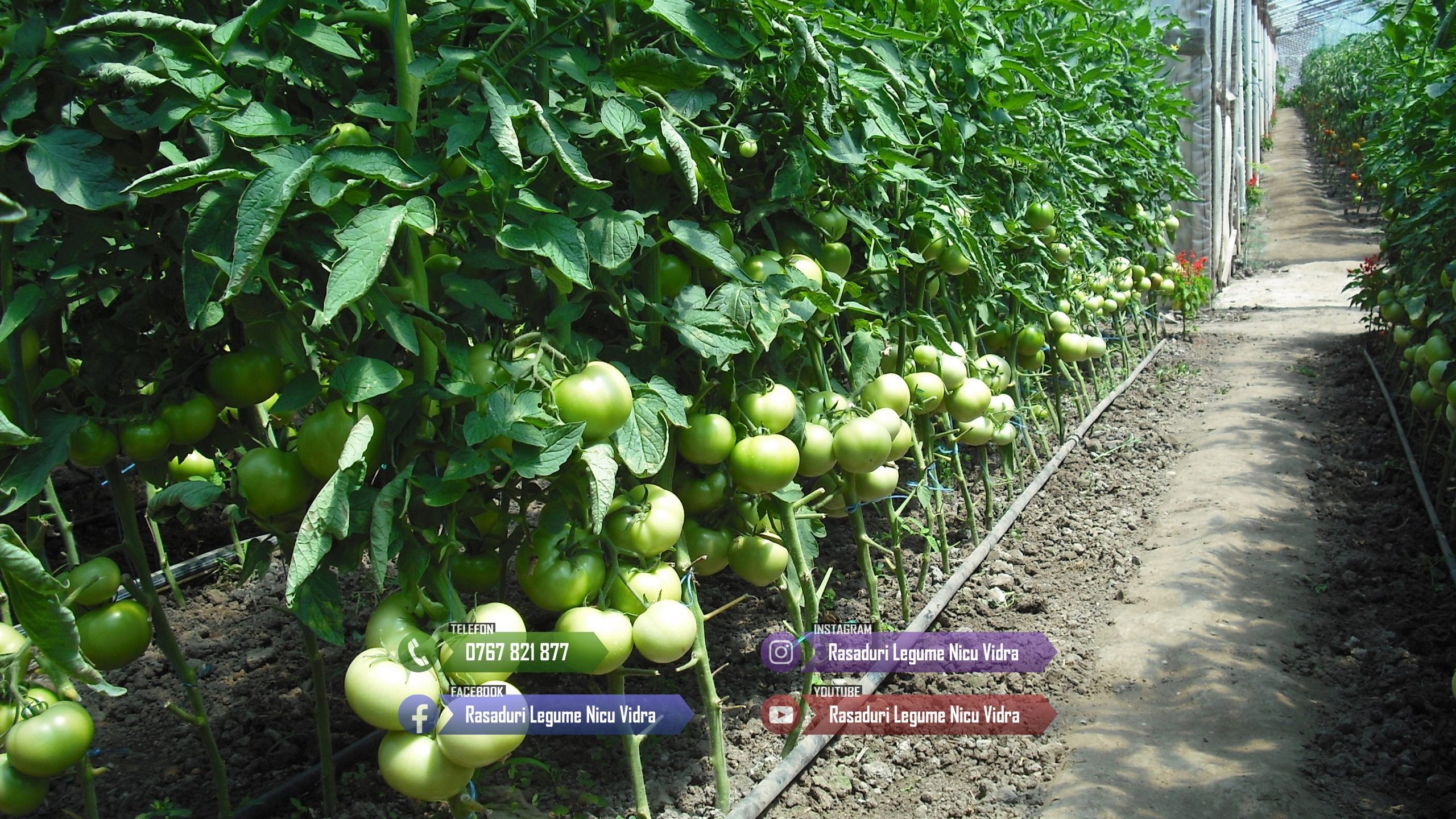 Rasad rosii ardei castraveti vinete salata varza | Rasaduri Legume 2026