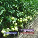 Rasad rosii ardei castraveti vinete salata varza | Rasaduri Legume 2026