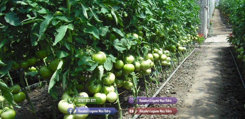 Rasad rosii ardei castraveti vinete salata varza | Rasaduri Legume 2026