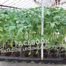 Vand rasaduri legume : Rasad de rosii / tomate castraveti ardei vinete 2026