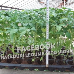Vand rasaduri legume : Rasad de rosii / tomate castraveti ardei vinete 2026