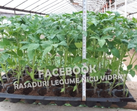 Vand rasaduri legume : Rasad de rosii / tomate castraveti ardei vinete 2026