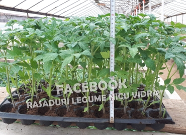 Vand rasaduri legume : Rasad de rosii / tomate castraveti ardei vinete 2026