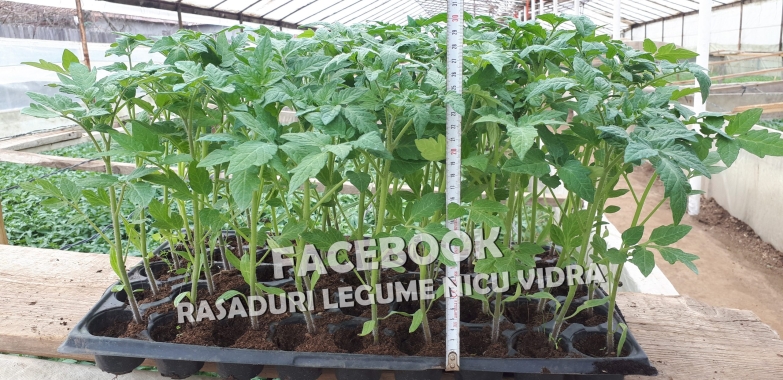 Vand rasaduri legume : Rasad de rosii / tomate castraveti ardei vinete 2026