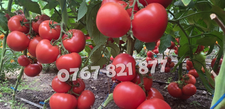 Vand Rasad | Rasaduri Rosii Rila Kalina Prekos Buzau Inima bou Cherry 2025